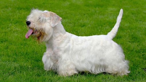 Sealyham Terrier sur l'herbe