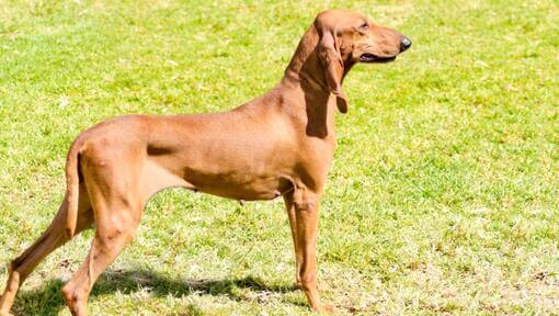 Chien courant italien sur l'herbe