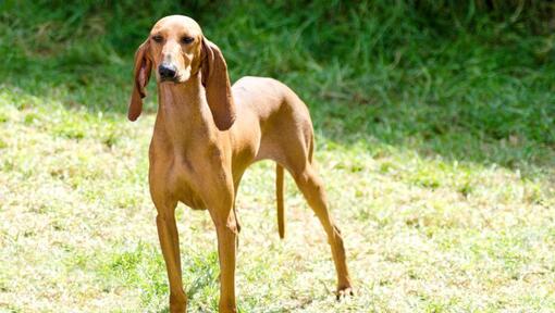 Chien courant italien regardant devant lui