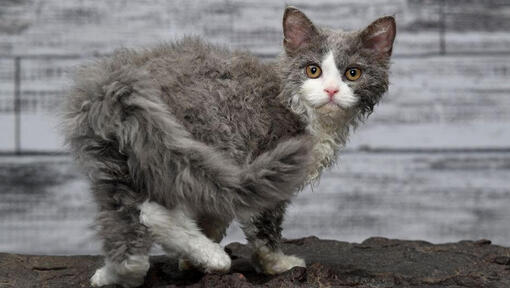 Le chat Selkirk Rex regarde de manière ludique