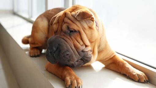 Shar-Pei allongé dans la chambre