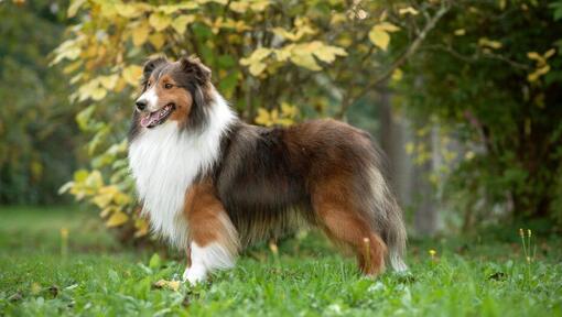 Shetland Sheepdog im Park