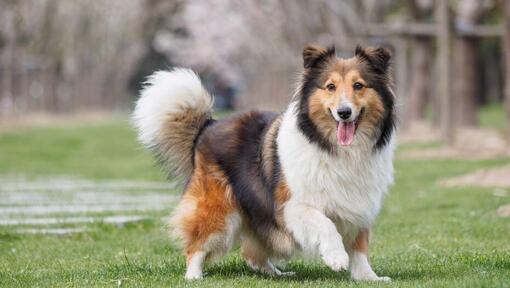 Shetland Sheepdog im grünen Gras