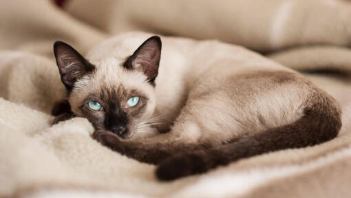 Chat siamois est couché sur une couverture