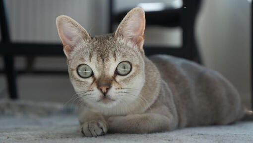 Chat Singapura allongé sur un tapis