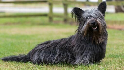 Skye Terrier gris foncé assis sur l'herbe verte