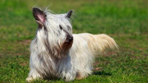 Heller Sky Terrier, der durchs Gras läuft