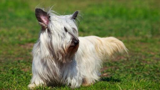 Skye Terrier clair marchant dans l'herbe