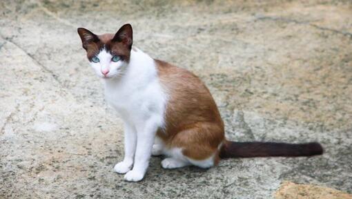 Chat Snowshoe marchant dans le jardin