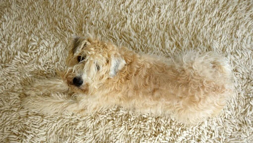 Terrier liegt auf einem Teppich