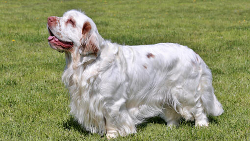 Heller Spaniel im Gras