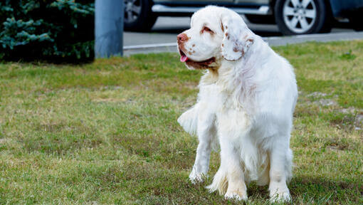 Heller Spaniel im Gras