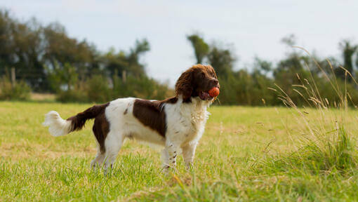 Springer anglais tenant une balle