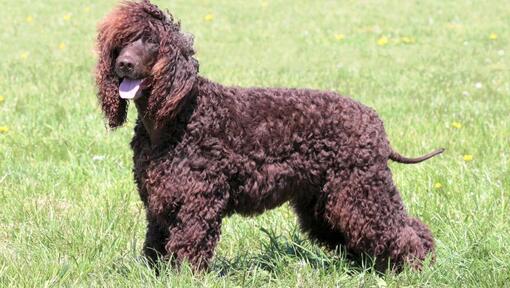 Irish Water Spaniel auf dem Boden