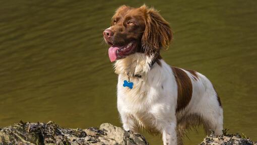 Welsh Springer Spaniel in der Nähe von Wasser