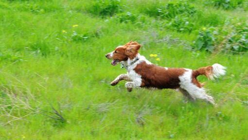 Welsh Springer Spaniel läuft durch ein Grasfeld
