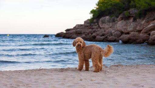 Hund an einem Seeufer