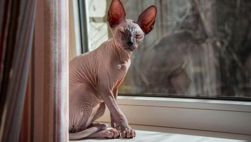 Sphynx-Katze auf einer Fensterbank