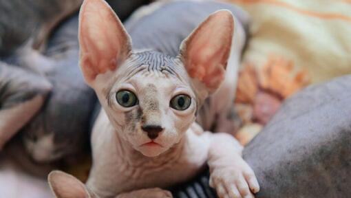 Sphynx-Katzen machen ein Nickerchen auf dem Sofa