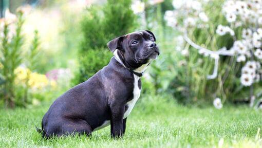 Staffordshire Bullterrier im Gras