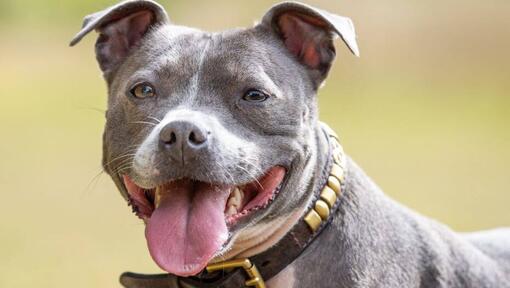 Staffordshire Bullterrier mit heraus hängender Zunge