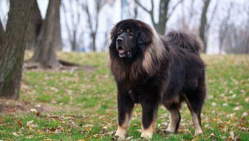 Dogue du Tibet sombre dans la forêt