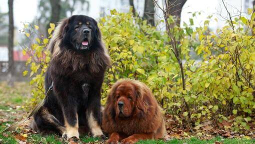 Dogues du Tibet marron et noir au parc