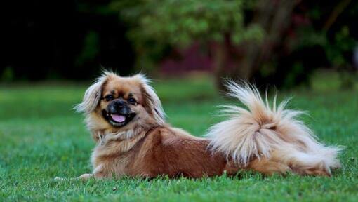 Tibet-Spaniel, der im Gras liegt