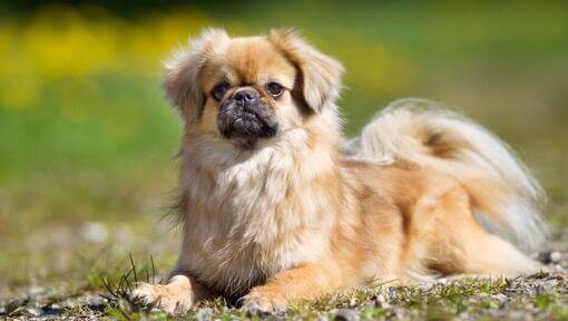 Tibet-Spaniel liegt konzentriert im Gras