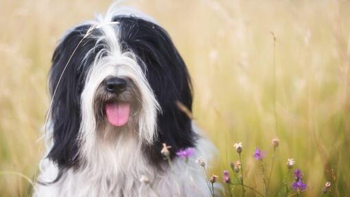 Tibet-Terrier spielt auf dem Feld