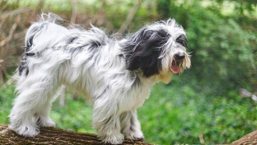 Tibet-Terrier, der im Wald spielt