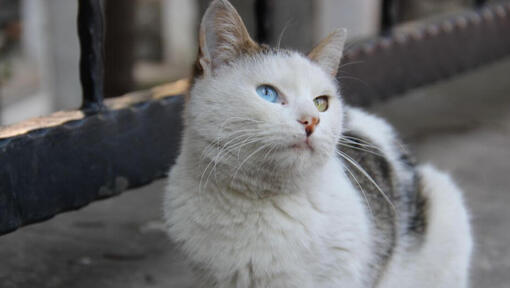 Chat Turc de Van assis sur un balcon