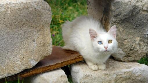 Chat Turc de Van assis dans le jardin