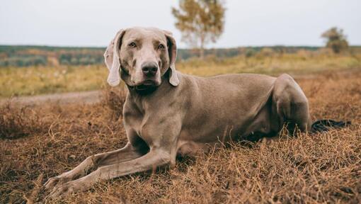 Weimaraner liegt auf einem Feld