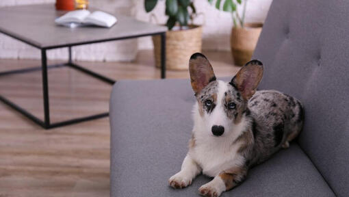 Welsh Corgi liegt auf einem Sofa