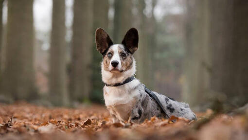 Welsh Corgi im Wald