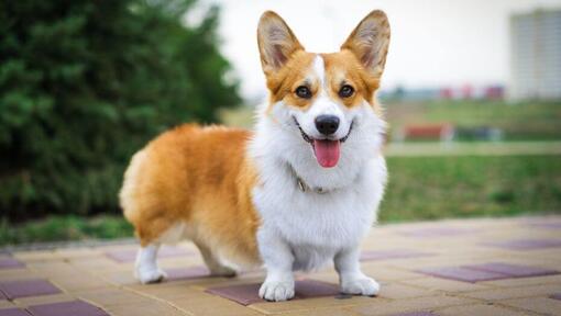 Welsh Corgi regardant devant lui