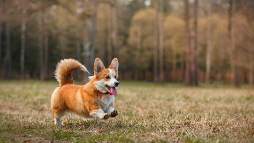 Welsh Corgi läuft durch den Wald