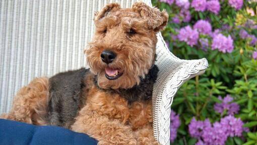 Welsh Terrier couché sur un fauteuil