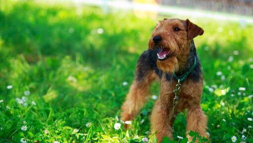 Welsh Terrier in einem grünen Grasfeld