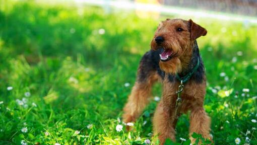 Welsh Terrier dans un pré avec de l'herbe verte