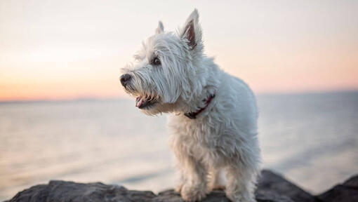 West Highland White Terrier assis près de l'eau