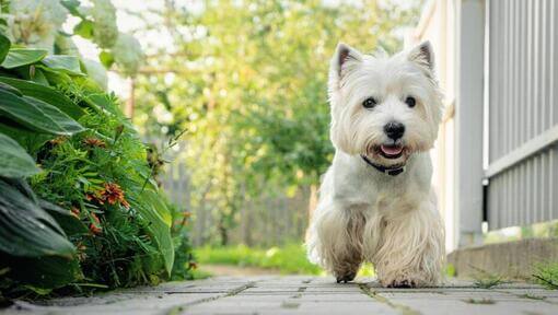 West Highland White Terrier marchant dans le jardin