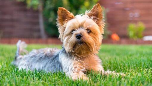 Yorkshire Terrier, der im Gras liegt