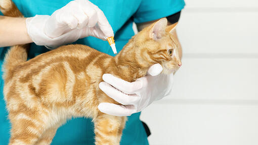 chat recevant un traitement anti-puces