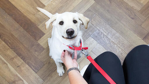 Chiot regardant vers sa propriétaire 