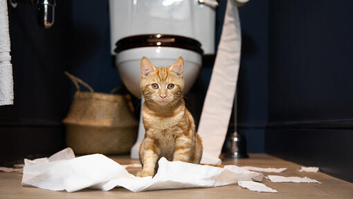 Kätzchen sitzt vor Katzenklo