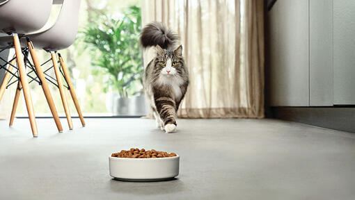 chat s’approchant d’une gamelle de nourriture dans une cuisine moderne