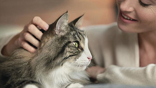 Frau, die ihre Katze liebevoll ansieht und sie streichelt