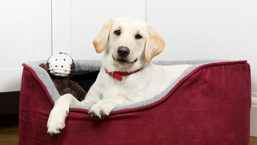 chiot dans son panier